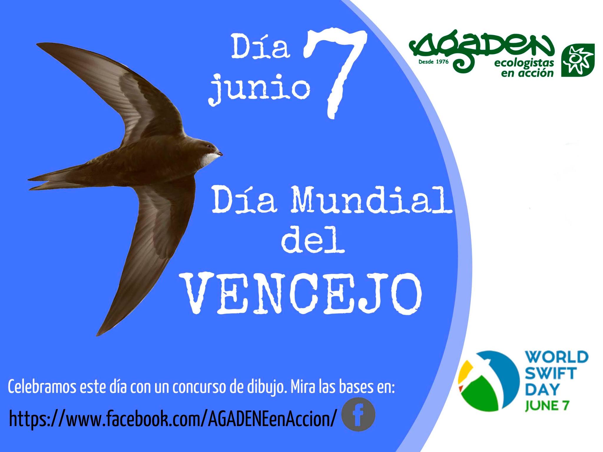 Concurso de dibujo para el «Día mundial del vencejo»