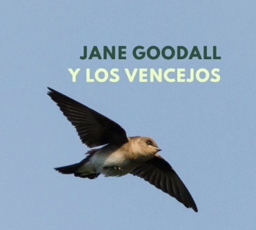Jane Goodall sobre los vencejos